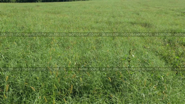 Горный Алтай. Поле солянки холмовой (Salsola collina). Вид с воздуха. Altai mountains. Field of saltwort (Salsola collina). Aerial view. Стоковое видео, видеограф Евгений Романов / Фотобанк Лори