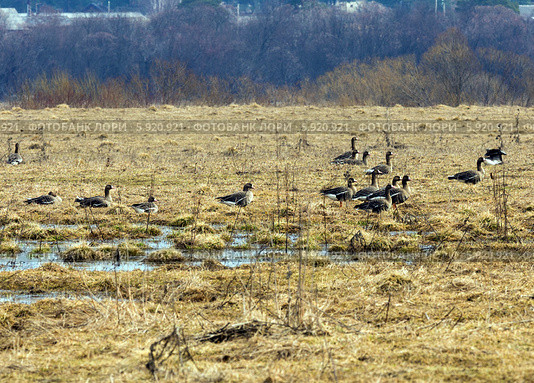 Город Кологрив. Гусиный заказник "Кологривская пойма" (2014 год). Стоковое фото, фотограф Сергей Лаврентьев / Фотобанк Лори