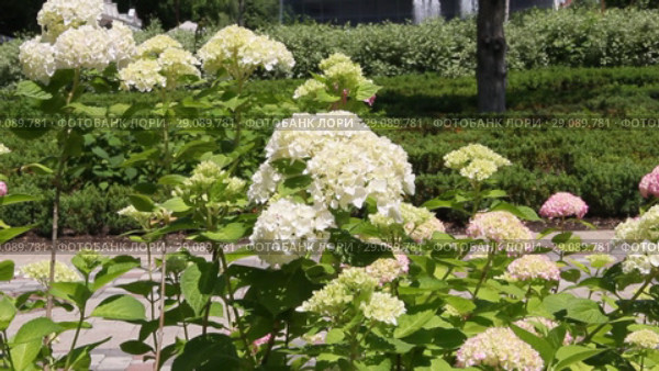 Гортензия ( Hydrangea) — род цветковых растений семейства Гортензиевые. Стоковое видео, видеограф Олег Хархан / Фотобанк Лори