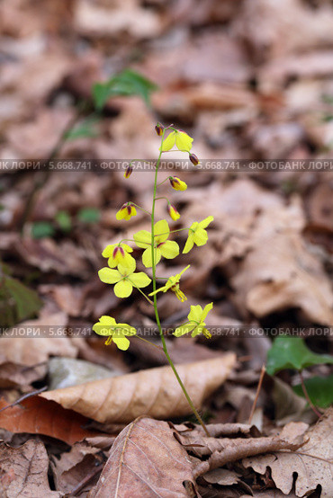 Горянка колхидская (Epimedium colchicum) Стоковое фото, фотограф Игорь Долгов / Фотобанк Лори