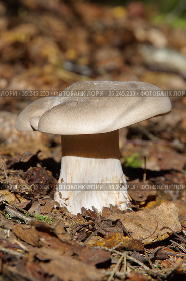 Говорушка дымчатая (лат. Clitocybe nebularis) растет в осеннем лесу. Стоковое фото, фотограф Елена Коромыслова / Фотобанк Лори
