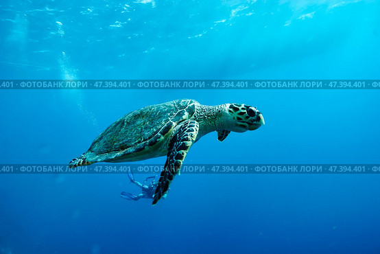Graceful Sea Turtle Gliding Through Crystal Clear Underwater Depths in Vibrant Blue Ocean. Стоковое фото, фотограф Aleksandr Golubev / Фотобанк Лори