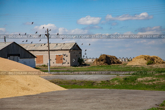 Grain storage. Straw haystacks right, wheat grain heap left. Brick grey building. Flying doves in air. Blue sky. Стоковое фото, фотограф Alexey Rezvykh / Фотобанк Лори