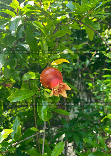 Гранат обыкновенный (Punica granatum) на ветке. Стоковое фото, фотограф Мария Кылосова / Фотобанк Лори