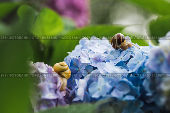 Grape snail (Helix pomatia) on a flowering hydrangea. A garden pest. An edible snail. A terrestrial gastropod mollusk of the Helicidae family. Стоковое фото, фотограф Photojuli / Фотобанк Лори