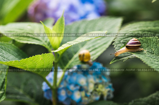 Grape snail (Helix pomatia) on a flowering hydrangea. A garden pest. An edible snail. A terrestrial gastropod mollusk of the Helicidae family. Стоковое фото, фотограф Photojuli / Фотобанк Лори
