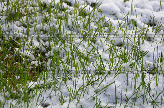 Grass under snow. Стоковое фото, фотограф Andrew_Swarga / Фотобанк Лори