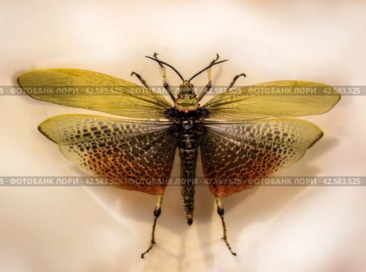 Grasshopper (Phymateus leprosus) with spread wings. Стоковое фото, фотограф Iva Noel / Фотобанк Лори