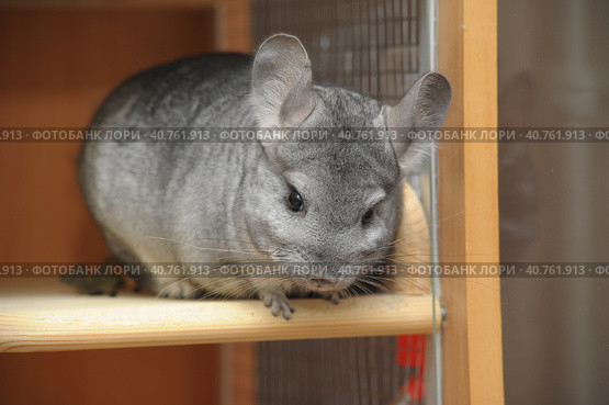 Gray chinchilla. Стоковое фото, фотограф Анна Кривицкая / Фотобанк Лори