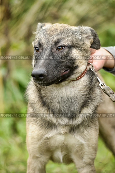 Gray dog, ears up on a leash on the grass, scared, half-breed hound, cur, animals from the shelter. Стоковое фото, фотограф Анна Кривицкая / Фотобанк Лори