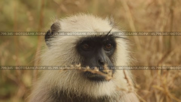 Gray langur (Semnopithecus), also called Hanuman langur is a genus of Old World monkeys native to the Indian subcontinent. Ranthambore National Park Sawai Madhopur Rajasthan India (2019 год). Стоковое видео, видеограф Андрей Армягов / Фотобанк Лори
