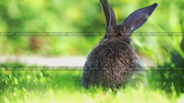 Gray rabbit on the grass on a sunny day. Стоковое видео, видеограф Igor Skripachev / Фотобанк Лори