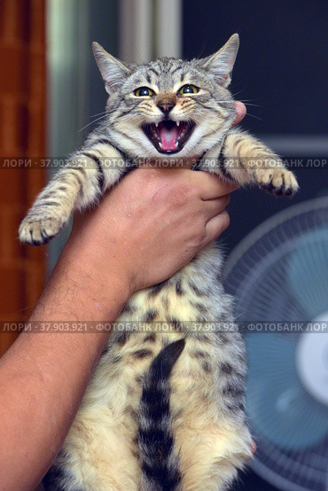 Gray with stripes cat in hands. Стоковое фото, фотограф Анна Кривицкая / Фотобанк Лори