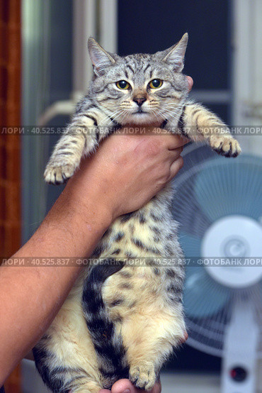 Gray with stripes cat in hands. Стоковое фото, фотограф Анна Кривицкая / Фотобанк Лори