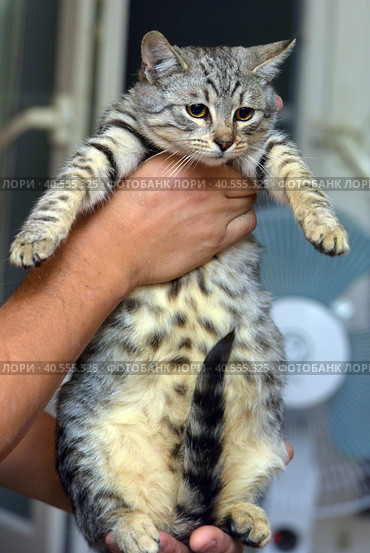 Gray with stripes cat in hands. Стоковое фото, фотограф Анна Кривицкая / Фотобанк Лори