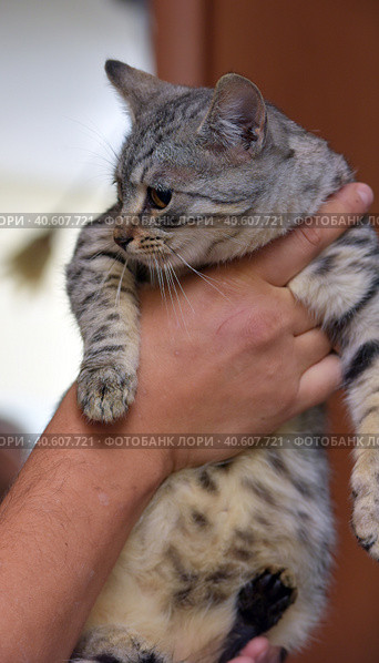 Gray with stripes cat in hands. Стоковое фото, фотограф Анна Кривицкая / Фотобанк Лори