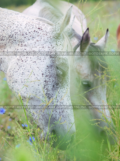 grazing purebred speckle - gray arabian mares in the high herbs. cloudy day. Стоковое фото, агентство Ingram Publishing / Фотобанк Лори