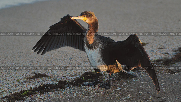Great cormorant preening feathers on Crimean beach during golden hour. Стоковое фото, фотограф Mikhail Davidovich / Фотобанк Лори