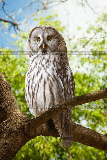 Great Grey Owl (Strix nebulosa) on tree at forest. Стоковое фото, агентство Ingram Publishing / Фотобанк Лори
