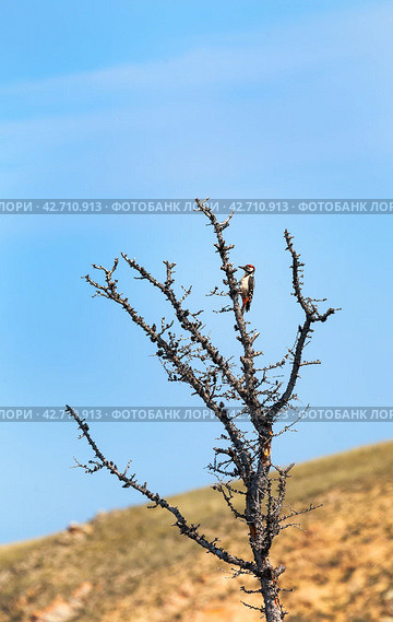 Great Spotted Woodpecker (Lat. Dendrocopos major) on dry trunk of an old larch against background of blue sky at coast of Baikal Lake on summer day. Birds in natural habitat. Стоковое фото, фотограф Виктория Катьянова / Фотобанк Лори