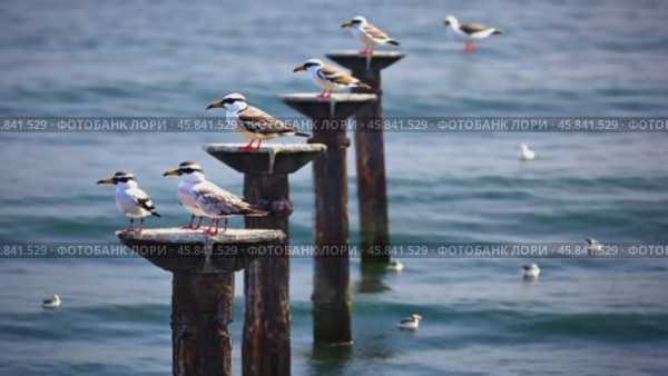 Greater crested terns perching on rusty poles in ocean. Стоковое AI-видео, аниматор Юрий Поздников / Фотобанк Лори