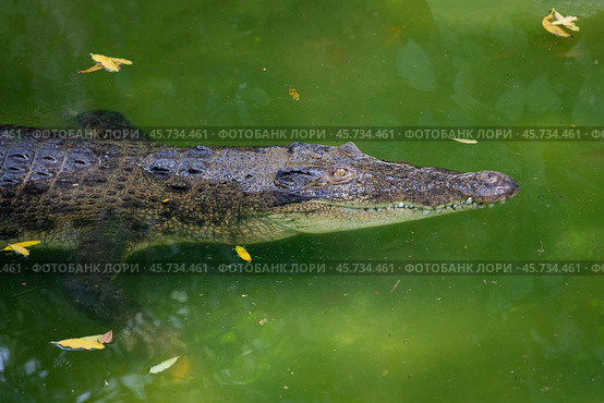 Гребнистый крокодил (Crocodylus porosus) в воде (2015 год). Стоковое фото, фотограф Виктор Карасев / Фотобанк Лори
