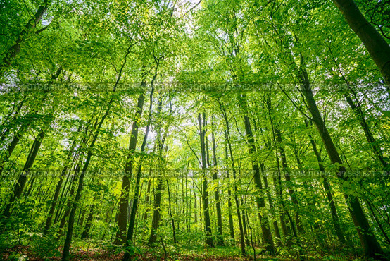 Green beech forest in the spring in vibrant colors on a bright day in April. Стоковое фото, агентство Ingram Publishing / Фотобанк Лори