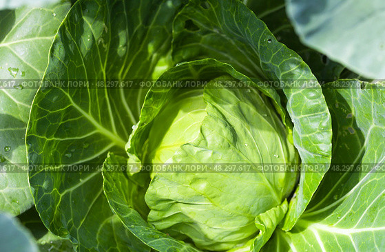Green head of vitamin dietary fresh early June cabbage in a garden bed at the dacha on a sunny summer day. Growing organic vegetables as a hobby. Top view, close-up. Natural vegetablel background. Стоковое фото, фотограф Виктория Катьянова / Фотобанк Лори