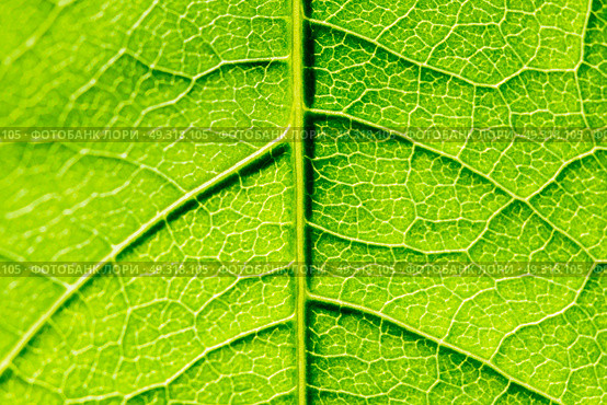Green Leaf Texture With Visible Stomata Covering The Outer Epidermis Layer. Стоковое фото, агентство Ingram Publishing / Фотобанк Лори