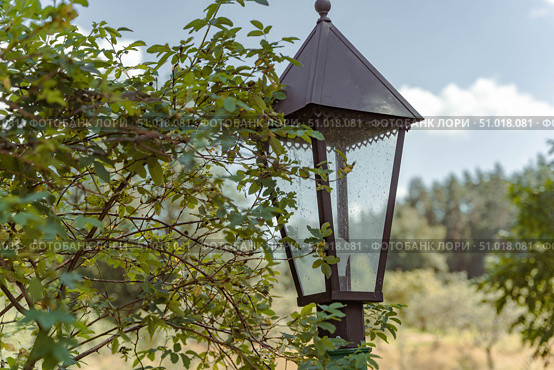 Green leaves surrounding vintage street lamp in the countryside. Стоковое фото, фотограф Андрей Знаменский / Фотобанк Лори