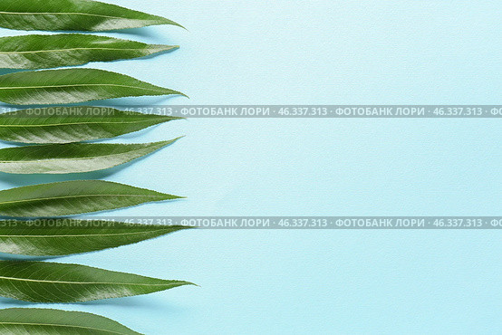 Green osier leaves on color background. Стоковое фото, фотограф Pixel_shot / Фотобанк Лори