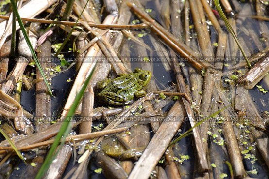 Green pond frog (Pelophylax lessonae) in spring. Стоковое фото, фотограф Алексей Антипов / Фотобанк Лори