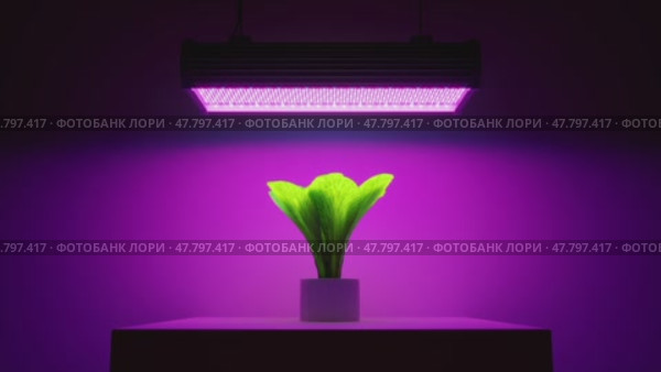 Green salad plant under LED grow light. 3d illustration. 4K video. Стоковая анимация, аниматор Николай Евсюков / Фотобанк Лори