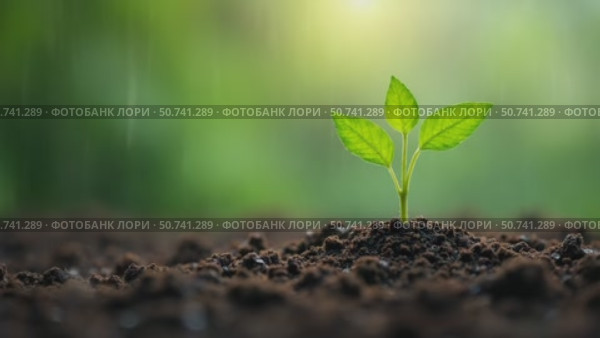 Green seedling growing on the ground in the rain. Concept of the save, ecology, agriculture, earth day. Стоковое AI-видео, аниматор Sergey Grishin / Фотобанк Лори