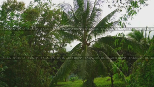 Green sprawling coconut palm with coconuts, with large leaves, in a tropical green jungle. Стоковое видео, видеограф Denis Filatov / Фотобанк Лори