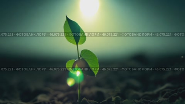 Green sprout, hope for cracked earth in the desert of Africa. Water problems, global warming, drought, water shortage in the world, health problems, poverty and misery in countries. Climate change: from friendship to green grove. Стоковое AI-видео, аниматор ALLA YURTAYEVA / Фотобанк Лори
