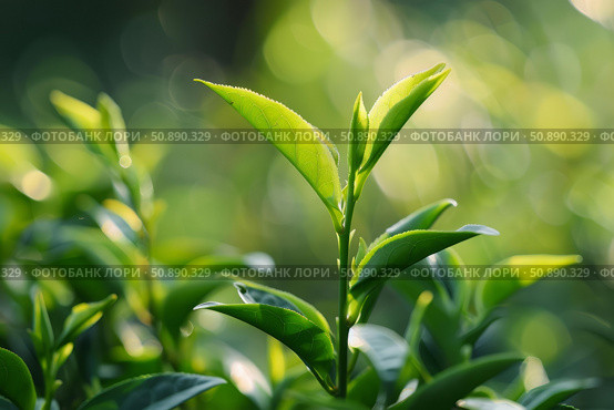 Green tea leaves growing in morning sunlight on tea plantation. Стоковое AI-изображение, AI-художник Иван Рябоконь / Фотобанк Лори