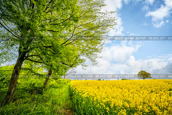 Green trees at a canola field in rural scenery in the summertime. Стоковое фото, агентство Ingram Publishing / Фотобанк Лори