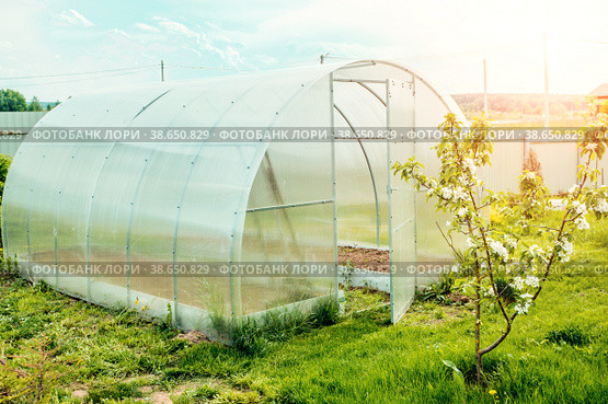 Greenhouse on small farm with plants. Greenhouse on the precinct. Private garden. Sunset light. Стоковое фото, фотограф Оксана Медведева / Фотобанк Лори