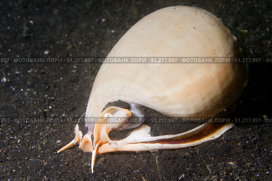 Grey bonnet (Phalium glaucum), Lembeh Strait, Indonesia. VW Pics/Stocktrek Images/TASS. Стоковое фото, агентство ТАСС / Фотобанк Лори