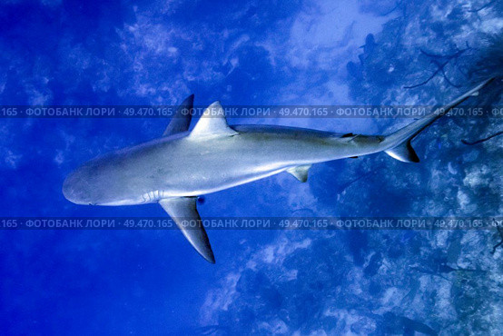 Grey Reef Shark (Carcharhinus amblyrhynchos) underwater, Tarpon Cayes, Belize Barrier Reef, Lighthouse Reef, Belize. Стоковое фото, агентство Ingram Publishing / Фотобанк Лори