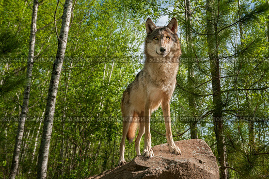 Grey Wolf (Canis lupus) Stands Atop Rock Looking Forward - captive animal. Стоковое фото, агентство Ingram Publishing / Фотобанк Лори