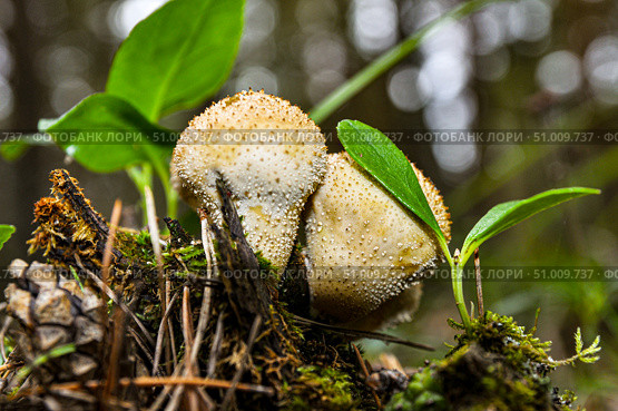 Гриб - Дождевик шиповатый (Lycoperdon perlatum) в хвойном лесу. Тюменская область. Стоковое фото, фотограф Александр Тараканов / Фотобанк Лори
