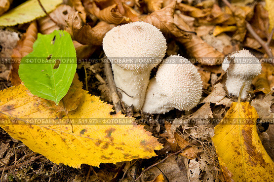 Гриб дождевик жемчужный. Lycoperdon perlatum Pers. Стоковое фото, фотограф Федор Королевский / Фотобанк Лори