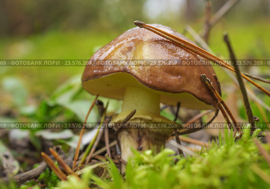 Гриб масленок (Лат.Suillus) среди мха. Стоковое фото, фотограф Александр Романов / Фотобанк Лори