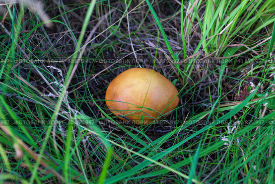 Гриб маслёнок (Suillus) среди зелёной травы и опавшей хвои, сосновый лес, Волгоградская область, Калачёвский район, Россия. Стоковое фото, фотограф Андрей Цыганков / Фотобанк Лори