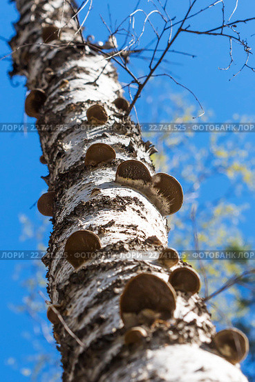 Гриб сапрофит - Трутовик настоящий ( Fomes fomentarius ). Ствол дерева Берёзы покрытый молодыми грибами. Стоковое фото, фотограф Евгений Мухортов / Фотобанк Лори