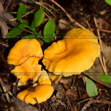 Грибы лисички (лат. Cantharellus cibarius), растущие в лесу. Стоковое фото, фотограф Photolart / Фотобанк Лори