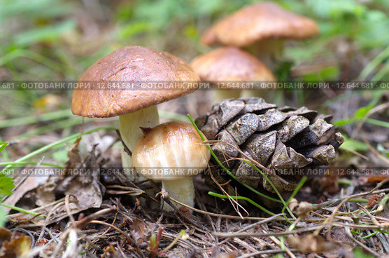 Грибы маслята (лат. Suillus luteus ) Стоковое фото, фотограф Елена Коромыслова / Фотобанк Лори