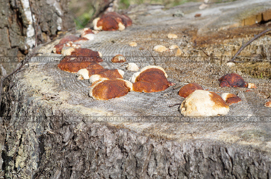 Грибы трутовики окаймлённые (лат. Fomitopsis pinicola) растут на старом пне. Стоковое фото, фотограф Елена Коромыслова / Фотобанк Лори